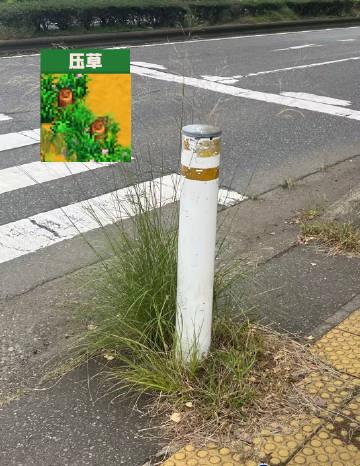国服游戏加速器推荐  刷到朋友晒的星露谷物语截图,我才发现这游戏把海外华人的生活真相都写进去了